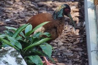 Lophotibis cristata - Mähnenibis (Schopfibis)